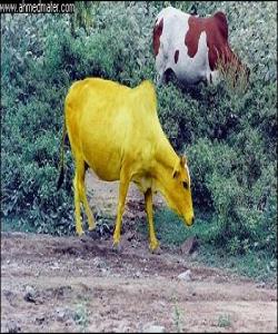 ئەو ئاژەڵەی بە شۆقی ئاژەڵێكی تر مرداردەبێتەوە..لهقورئاندا