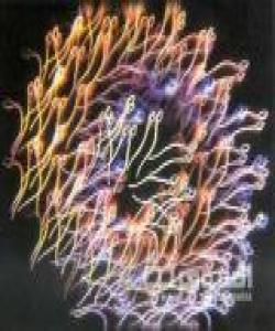 ئاوێتهى مهنى...... له قورئاندا