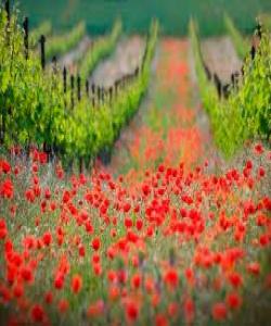 با ژینگهکهمان نهبێته قوربانی گهشتهکان