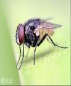 مێش (الذباب- Flies)...لەقورئاندا