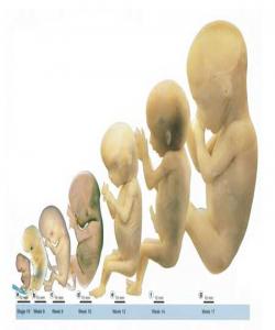 (العلقة) که به منداڵدانهوه ههڵواسراوه .. لهقورئاندا