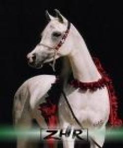 ئەسپ (الخیل)...لهقورئاندا