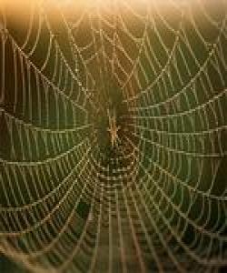 مالی جاڵجالۆكه