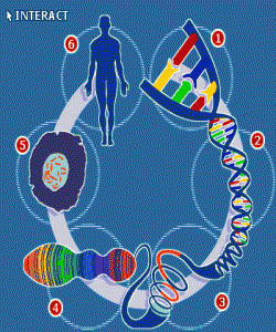 ئاوێتهی مهنی