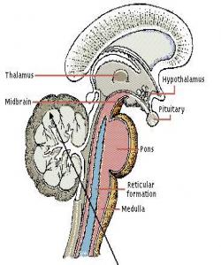 شاڕەگی (حبل الورید) .... له قورئاندا