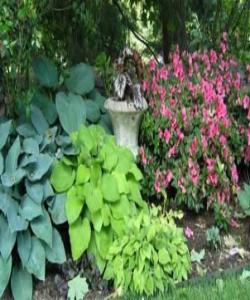 وێرای هه‌مان زه‌وی و ئاو رووه‌كه‌كان جۆراوجۆرن