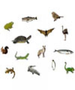 جۆرهكانى ماڵات