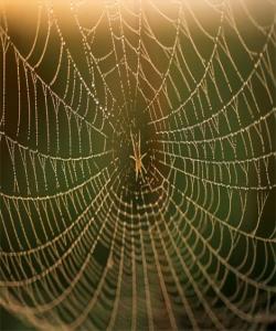 لاوازترین ماڵ ماڵی جاڵجالۆكهیه سهلماندنی ئهم راستیه له لایهن زانستی تازهی سهردهمهوه :