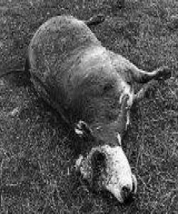 ئاژهڵی خنكاو