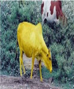 واتای ئایه‌تی ({فَقُلْنَا اضْڕبُوهُ بِبَعْضِهَا كَذَلِكَ يُحْيِي اللَّهُ الْمَوْتَى ...... [البقرة : 73])