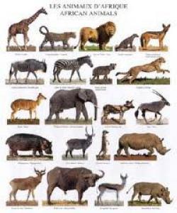 پۆڵى ئاژه‌ڵان (پۆڵێنى ئاژه‌ڵان)