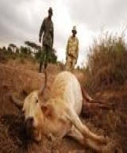 ئهو ئاژهڵهی له شوێنی بهرز دهكهوێته خوارهوه !بهشی دووهم