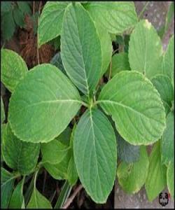 بنه‌ره‌تی سوته‌مه‌نی داری سه‌وزه‌