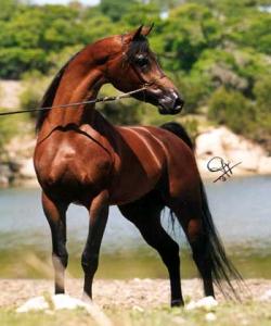 جهستهى ئهسپ