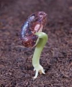 سهرهتا لهسهر زهوى ئاو ههبووه پاشان ڕووهك