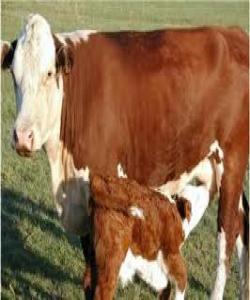 بهرههمهێنانی شیری ماڵات له نێوان گژوگیای ههرسكراوو خوێندا