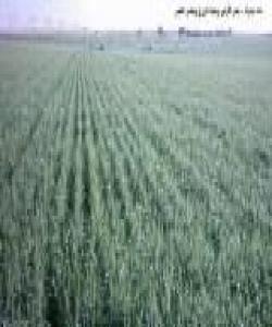 كشتوكاڵ بهڵگهیهكى ماددییه لهسهر زیندووبوونهوه