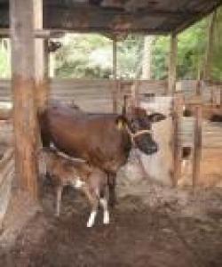 ئهو ئاژهڵهی دڕندهی كێوی پهلاماری دابێت و لێی خواردبێت:بهشی سێ یهم