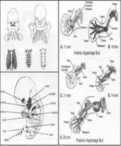 قۆناغه‌كانی دروست بوونی كۆرپه‌له‌