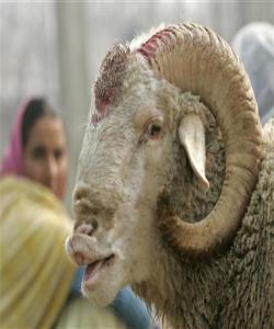 سهربرینی ئاژهڵ پێش گیان دهرچوونی