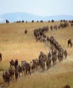 باسی زەوی پاكە ئەگەر وشك بێتەوە...فيقه