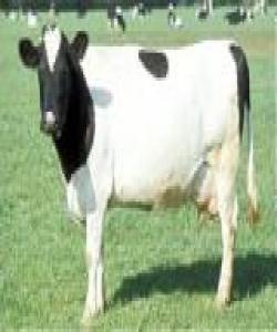 واتای ئایه‌تی (وَإِذْ قَالَ مُوسَى لِقَوْمِهِ إِنَّ اللَّهَ يَأْمُرُكُمْ أَنْ تَذْبَحُوا بَقَرَةً قَالُوا أَتَتَّخِذُنَا هُزُوًا..... [البقرة : 67])