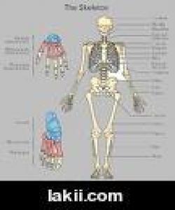 ئێسک کارگەی بەرھەمھێنانی خوێنە له قورئاندا