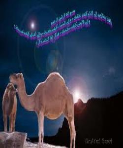 خودا دهفهرموێت: ئایا ناروانن بۆ حوشتر چۆن دروست کراوه