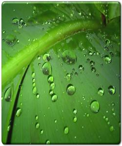 بارانی بێ بهرههم