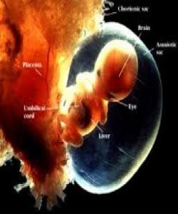 كۆرپهله لهسكی دایكیدا داپۆشراوه بهسێ پهرده :