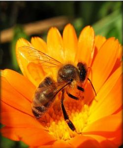 هـــەنـــــگ... له قورئاندا