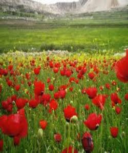 هاتنی بههارو نوێ بوونهوه