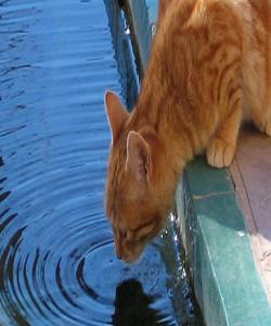 باسی بەرماوەی پشیلە..فيقه