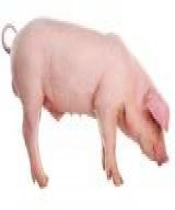 بەراز (الخنزیر- pig)...لهقورئاندا