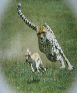 ئەو ئاژەڵەی دڕندەی کێوی پەلاماری دابێت و لێی خواردبێت... لهقورئاندا