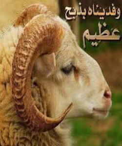 موعجیزهکانى پێغهمبهران سڵاوى خودایان لهسهربێت....... موعجیزهى بهرانى ئیسماعیل سلآوى خواى لهسهربێ..........(3)