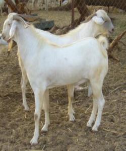 مەڕ (الضأن- Sheep) و بزن(الماعز- Goat)...لهقورئاندا