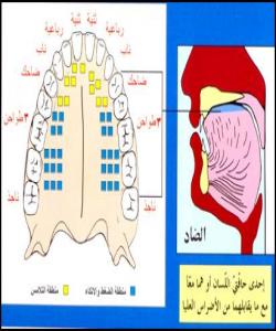 شوێنى دهرچونى پیتهکان پیتى (ض)