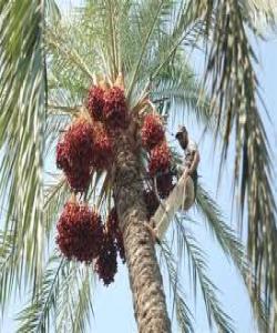 گوێ بنێ به دڵی دارخورماوه تا باسی سهرداری مرۆڤایهتیت(ص) بۆ بکا