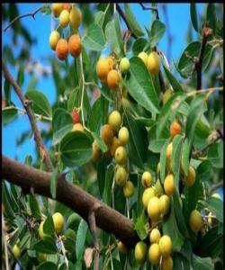 دارنەبك (السدر)...لهقورئاندا