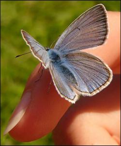 وانه‌یه‌ک له‌ په‌پوله‌وه‌ ...