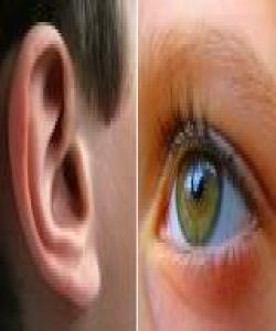 وەرگرە هەستییەكان لە بینین و بیستندا..لهقوئاندا