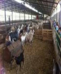 بەرهەمهێنانی شیری ماڵات لەنێوان گژوگیای هەرسكراو و خوێندا...له قورئاندا