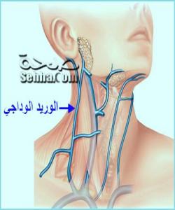 شاڕەگی (حبل الورید)...لهقورئاندا