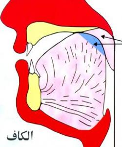 بهشهکانی زمان (أقسام اللسان).... پیتى ( ك)