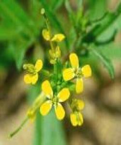 خەرتەلە (الخردل)...لهقورئاندا