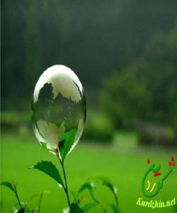 ههموو ماددهیهكی خۆراكی و ڕووهكی له كلۆرۆفیلهوه دێت :