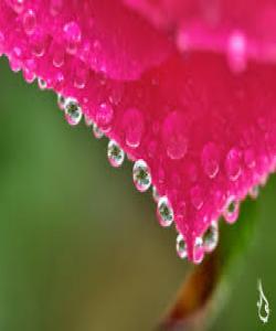 (10) خاڵى گرنگ ژیانت جوانتر دهکات