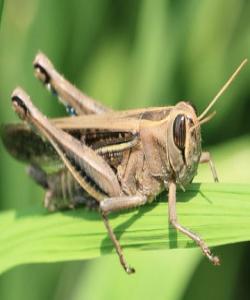 كوللۆ(الجراد– Grasshopper)..لهقورئاندا