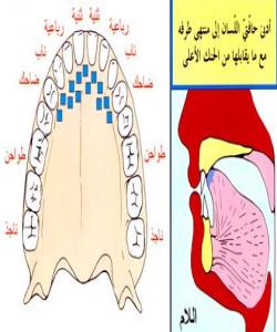 شوێنى دهرچونى پیتى (ل) ..